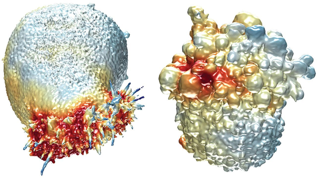 Science：科学家发明观察活体癌细胞三维影像的显微镜