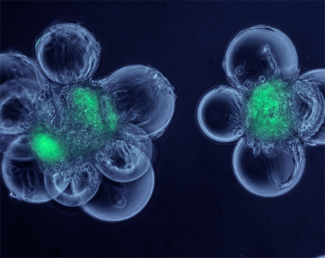 再生医学新研究！让干细胞和胚胎“沉睡”的神奇凝胶