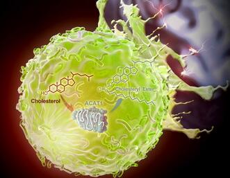 Nature：上海生科院发现T细胞抗肿瘤免疫治疗新靶点ACAT1