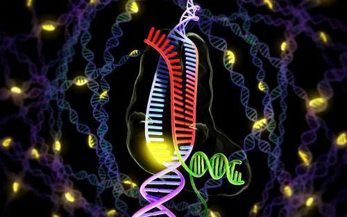 哈医大研究人员对CRISPR/Cas9基因组编辑技术在癌症研究中的应用综述