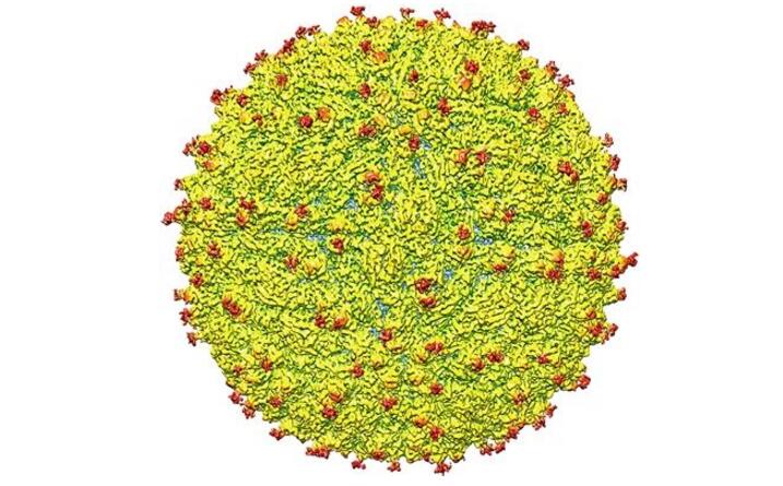 寨卡病毒结构图首次绘制 为开发药物和疫苗提供路线