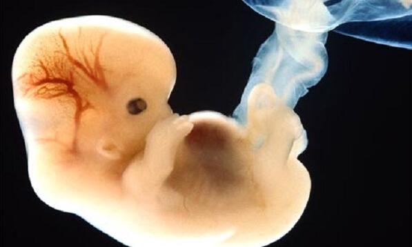 人类胚胎体外发育首次突破10天，触国际规则极限