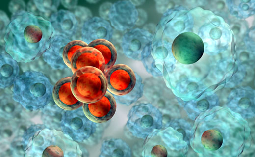 国内学者首次在单细胞水平上追踪造血干细胞（HSC）的形成