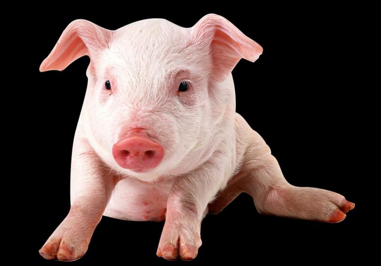 异种移植：日本今后将允许人体移植猪等动物细胞