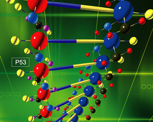 抑癌基因p53助纣为虐来致癌