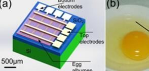 浙江大学与剑桥大学科学家成功研制出可被人体吸收的电子器件