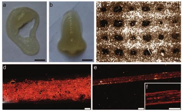 英国科学家开发出新型含有干细胞的生物墨水可3D打印软骨