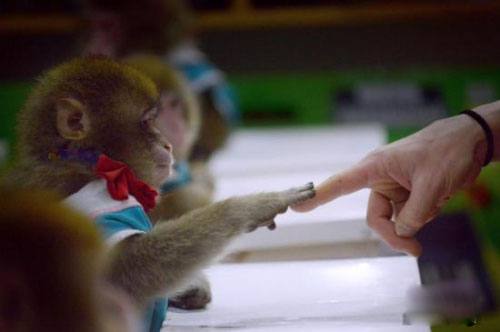 日本团队利用基因编辑培育无免疫力猴子，有望解开自闭症难题