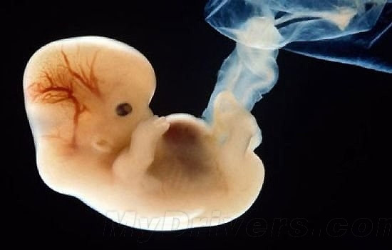牛津大学：4个基因主导人类胚胎早期变化