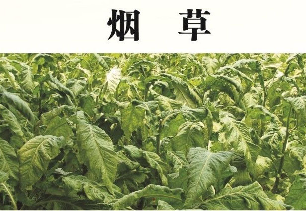 eLife：烟草可替代青蒿批量生产抗疟药