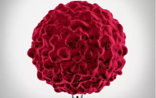 科学家构建出可特异性识别粘蛋白1的CAR-T细胞治疗胰腺癌实体瘤