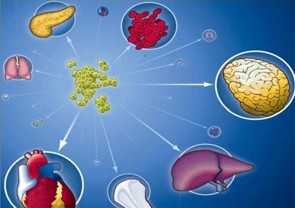 中国科学家首次将胃细胞转变成肝和胰腺细胞