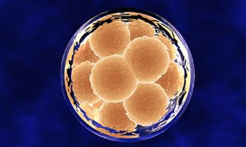 Nature揭示胚胎细胞的命运抉择