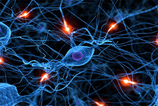 德国科学家揭示脑神经细胞产生机制，或为脑瘤治疗带来希望