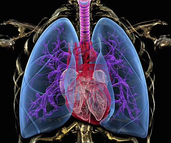 日本科学家发现肺癌基因的发展关键