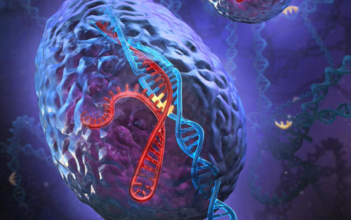 Nature子刊：科学家利用CRISPR将HPD特定基因切除彻底治疗酪氨酸血症