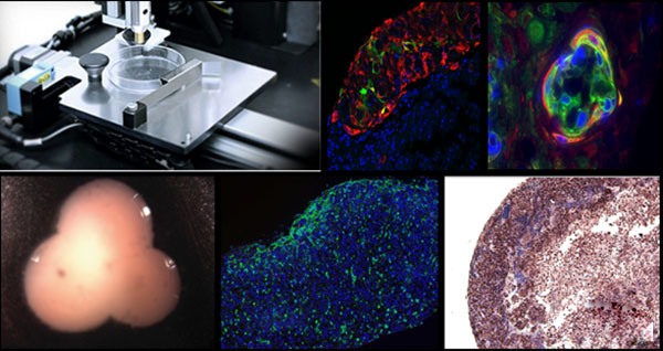 Organovo公司推出3D生物打印人类肾组织产品ExVive