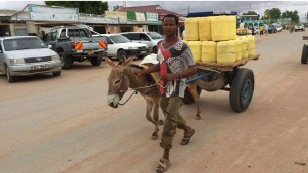 境外媒体：中国阿胶需求太大，非洲驴皮供不应求