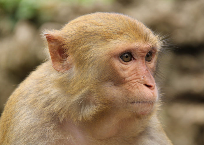 科学家首次治愈了猴子的艾滋病