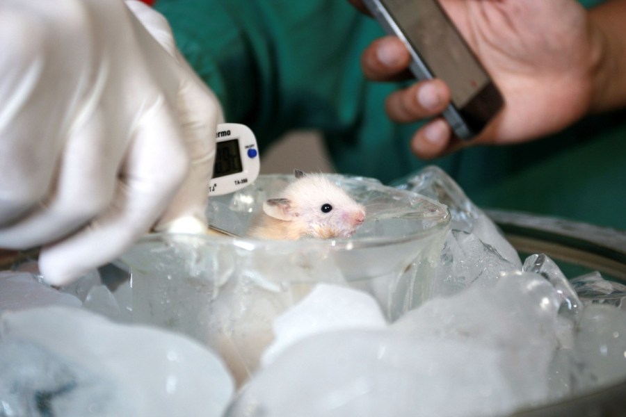 日本首次利用老鼠iPS细胞培养出卵子