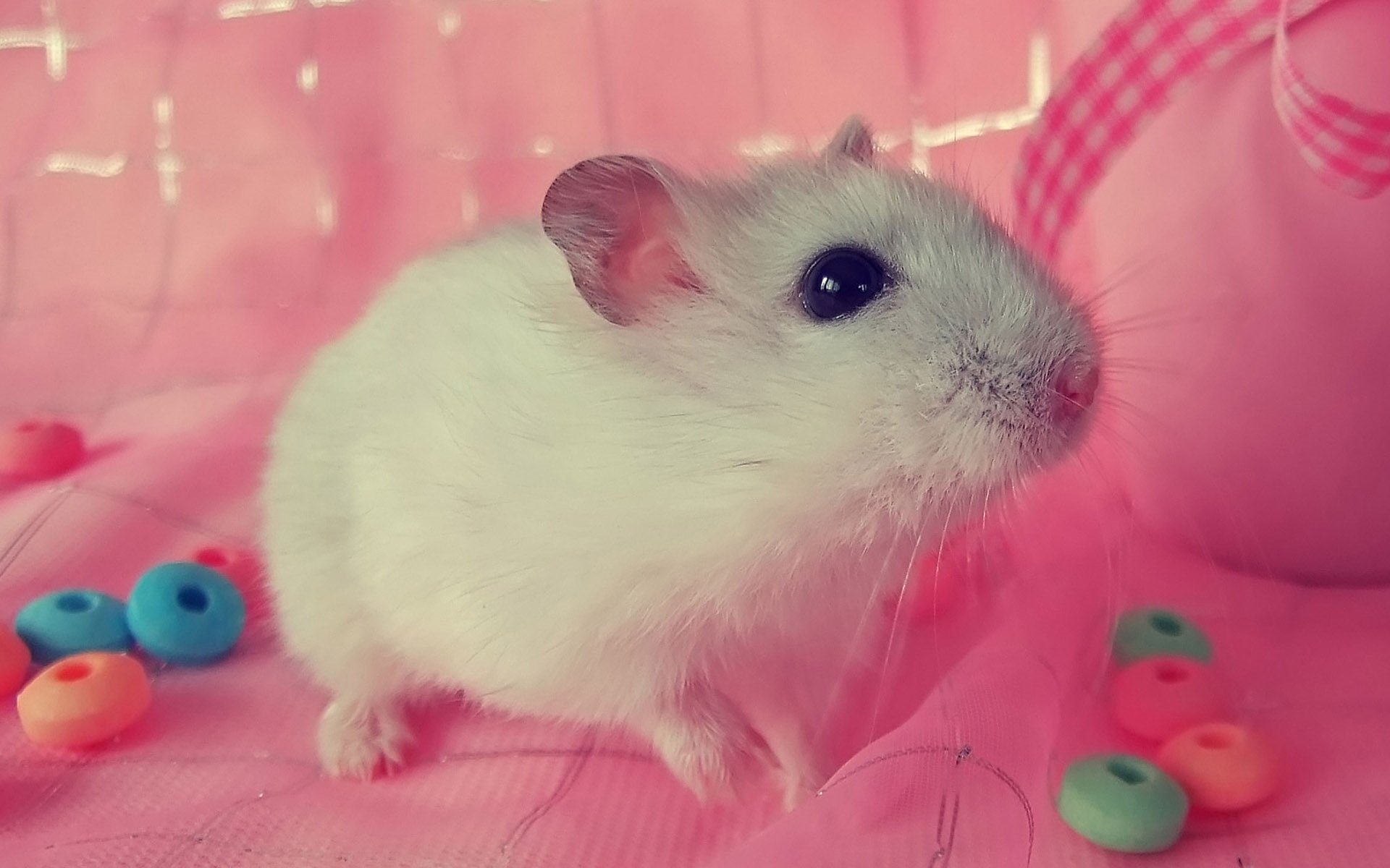 日本科学家通过小鼠实验成功根治自闭症