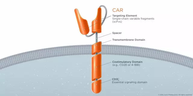 国内首个报道的以CEA为靶点的三代CAR-T细胞治疗晚期肠癌的临床研究