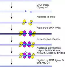 Nature子刊：北大魏文胜、哈佛刘小乐课题组完成首次CRISPR lncRNA基因高通量功能筛选