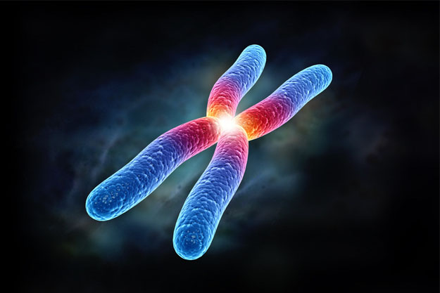 英日美三国科学家绘成首个人类全部46个染色体三维结构图