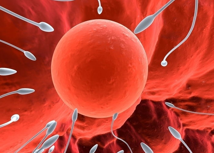 日本用ES细胞制成“精子干细胞” ，不孕难题或将突破