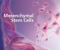 间充质干细胞（MSC）治疗肝衰竭的临床研究进展（文献解读）