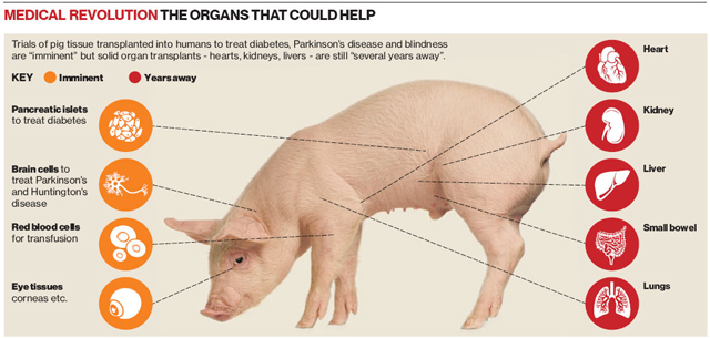 走近器官异种移植新星杨璐菡博士的科研历程：猪是怎么飞起来的