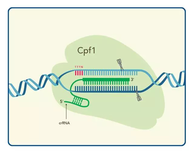突破！使用Cpf1基因编辑纠正DMD基因突变