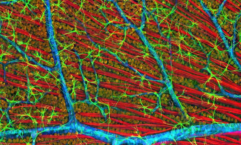 Cell Res：利用CRISPR技术能够恢复视力