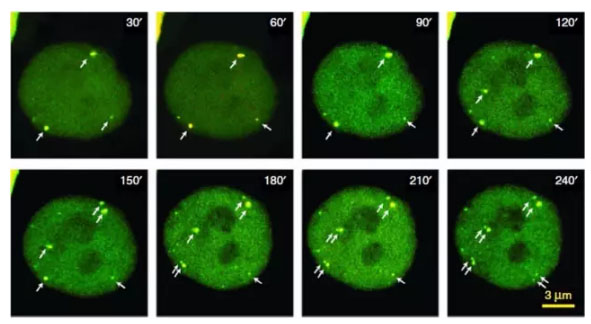 CRISPR再立功，人类首次实时观测活细胞内基因运动
