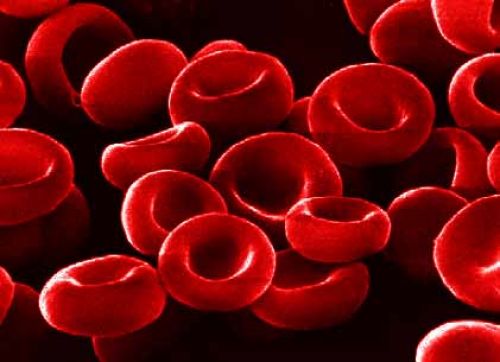 顾臻教授团队：把红细胞改造成胰岛素智能快递员
