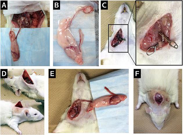 科学家将老鼠睾丸植入颈部成功率100%：保留生育能力