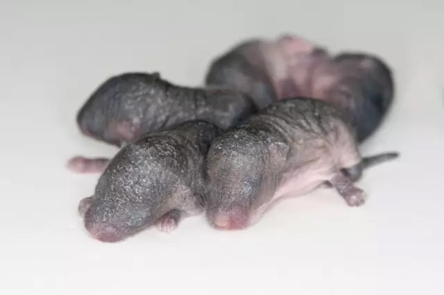 刷屏！3D打印卵巢可恢复小鼠生育力