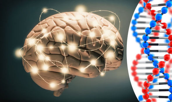 40个与智力有关新基因现形，能帮助认知大脑功能