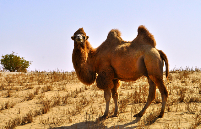 科学家牵出野骆驼，探寻CAR-T细胞抗癌新技术