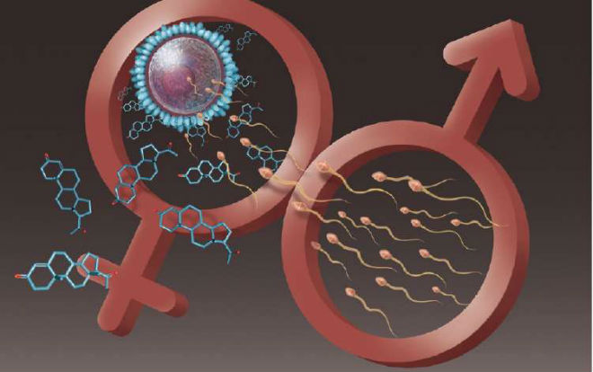 PNAS：科学家发现2种天然的避孕化合物