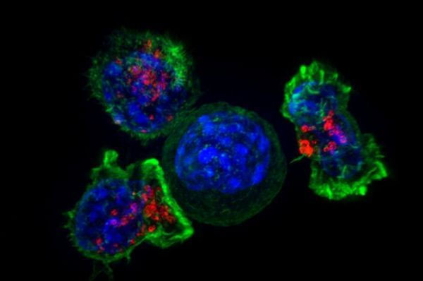 eLife：科学家有望开发出新型的癌症疗法