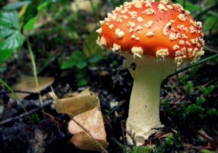 美国政府批准了迷幻蘑菇的临床研究，说是用来治疗抑郁症