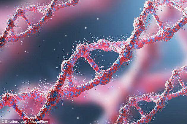 研究称基因突变会使人变笨但修复之后会提升智力