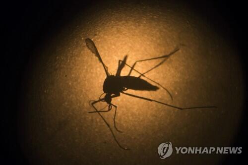 谷歌释放两千万只改造蚊子，或为抑制寨卡病毒妙招