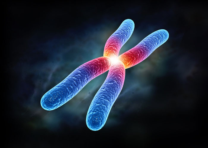 Cell子刊：中国科学家揭示染色体3D结构重编程规律