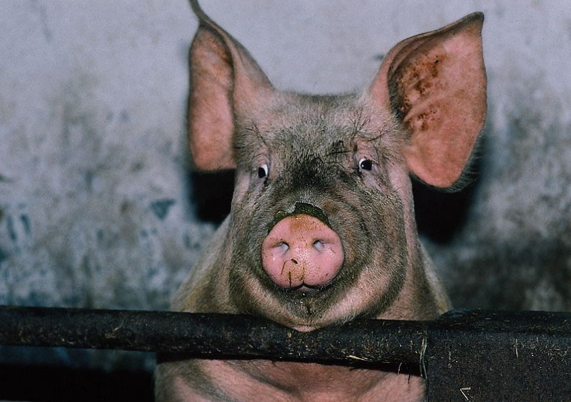 对猪使用抗生素，人类收获耐药性基因？