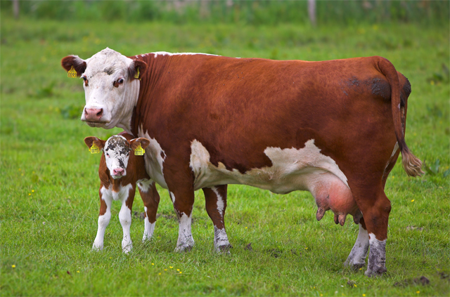 Nature重磅：奶牛能快速产生HIV广谱中和抗体，HIV疫苗或将成功