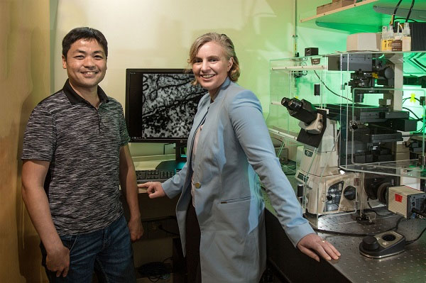 3D基因组成像首次在人类活细胞中实现