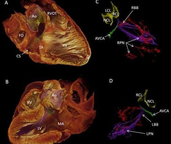 科学家在3D模式下阐明人类心跳的来源