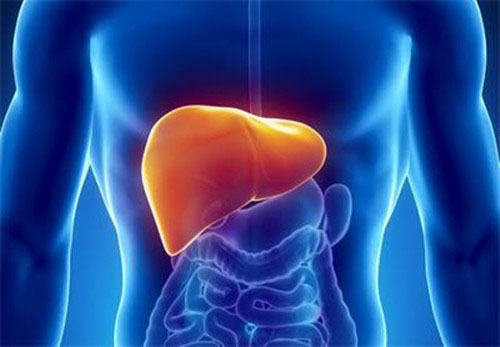 科学家鉴别出一种新型的肝脏肿瘤
